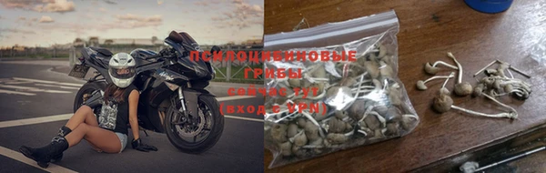 гашик Алексин