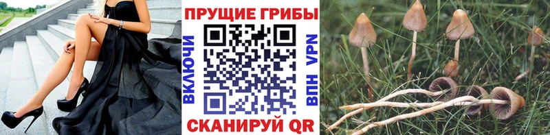 ссылка на мегу ссылка  Чадан  Псилоцибиновые грибы мухоморы 